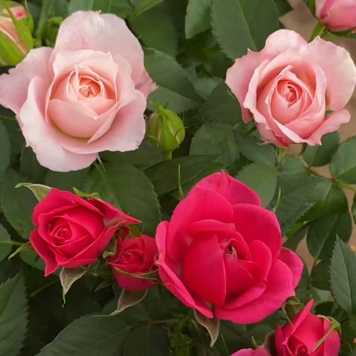 2盆福利（芭比粉+海神王）基地直发庭院，阳台四季开