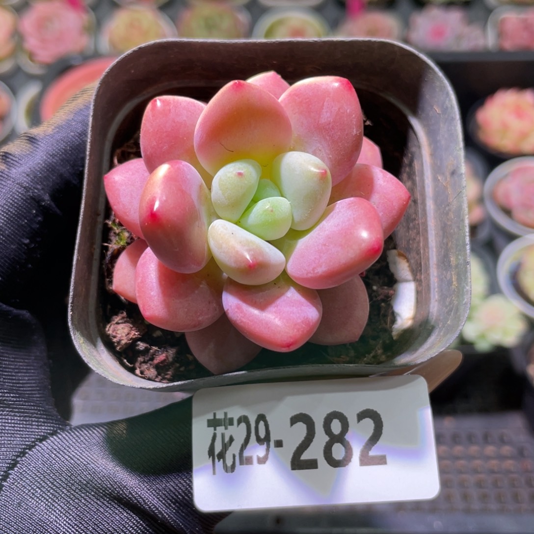 花利美29-282洛神