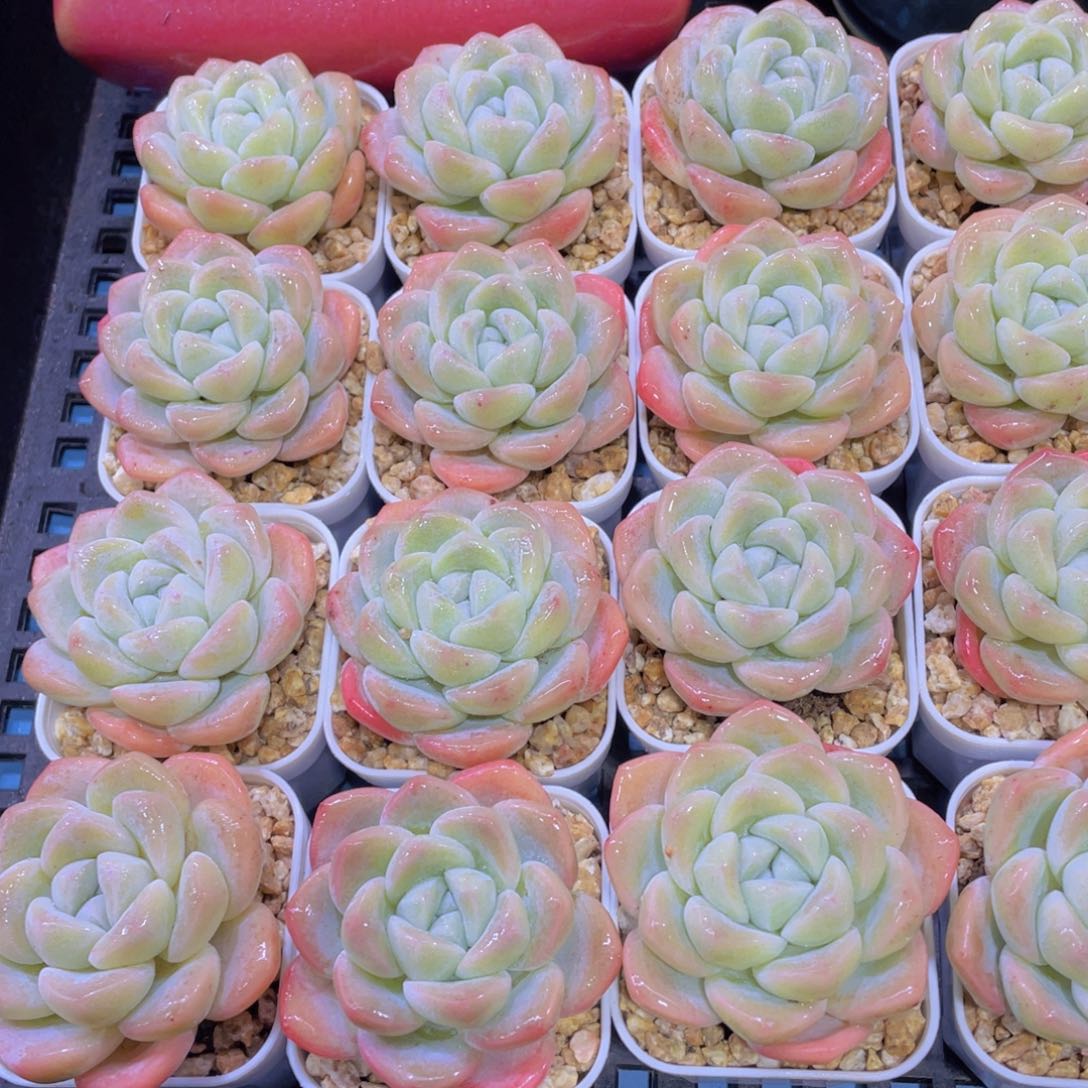 量拍50号 奶油冰玉单头起三个