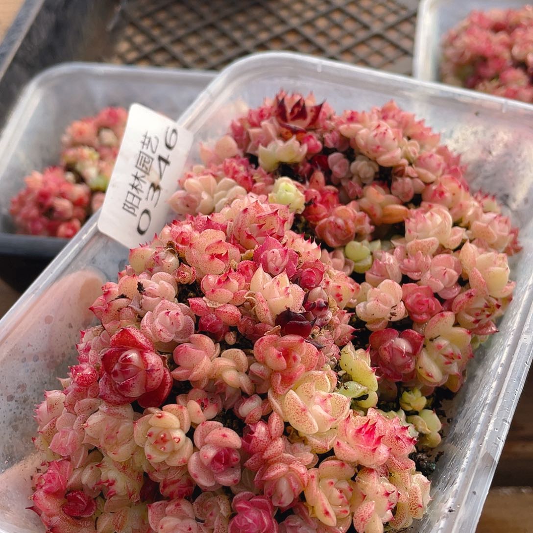 多肉植物多肉植物346