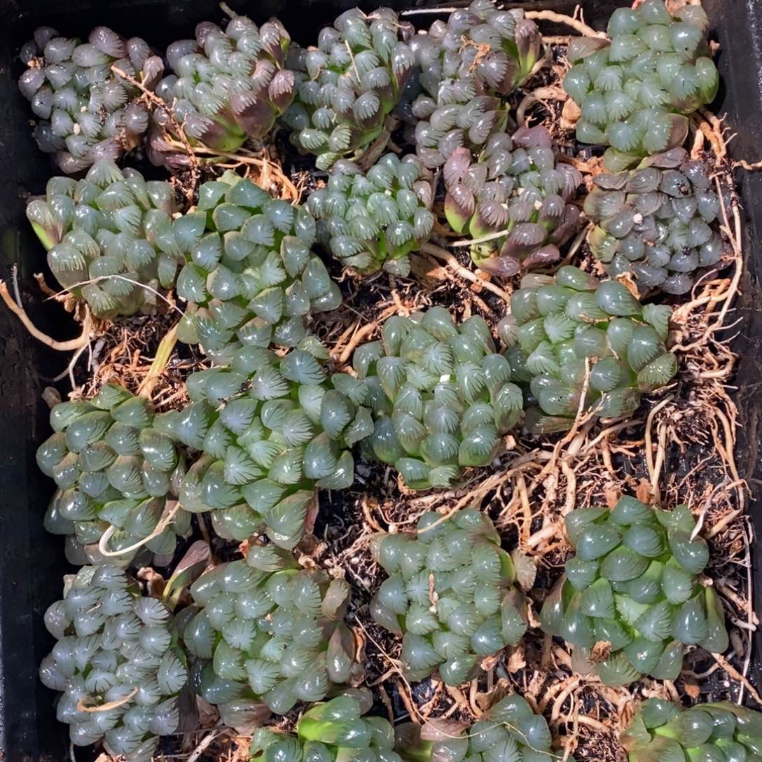 2131 一颗优选实生超大冰灯玉露 周末整点福利