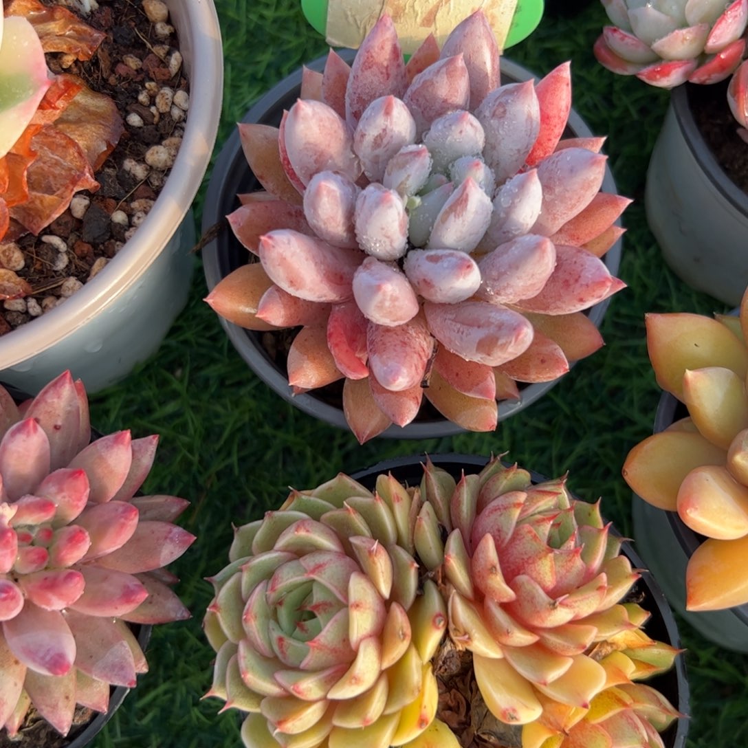 单头所罗门多肉植物