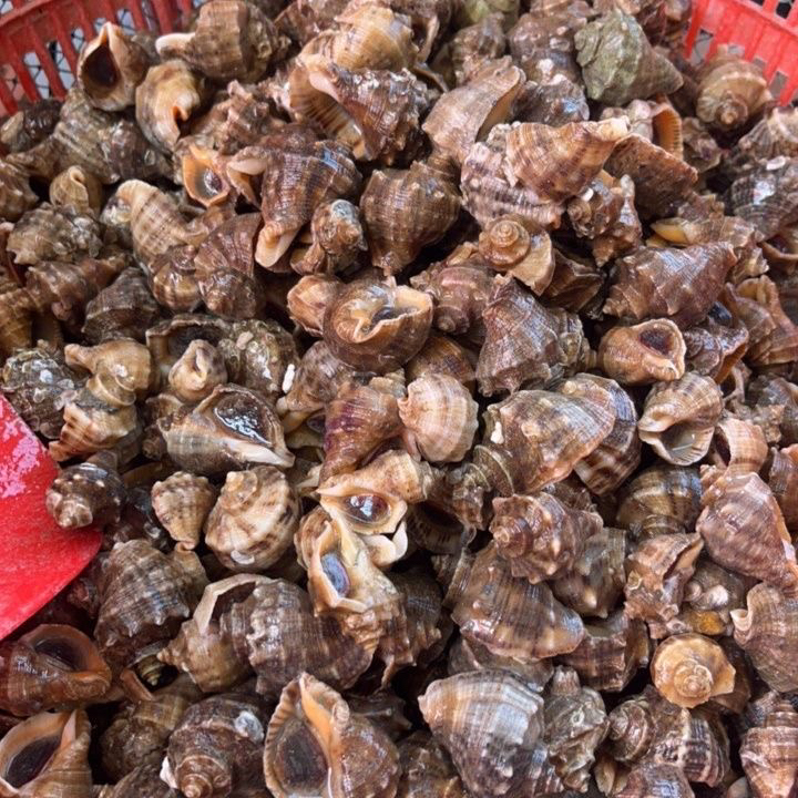 鲜活小海螺4斤（一斤35到40个）送芥么