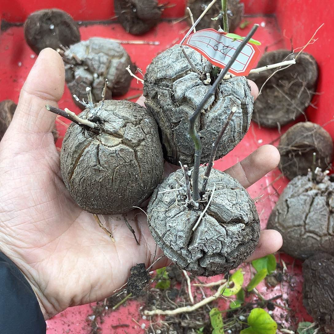 龟甲龙一物一拍1681号3颗