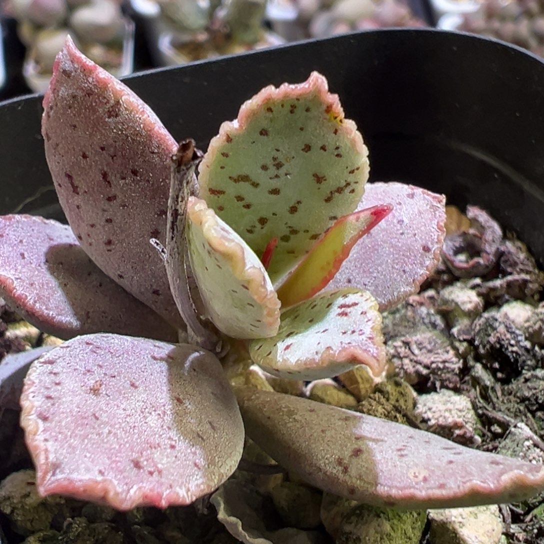 火龙果单头纯木质桩多肉植物