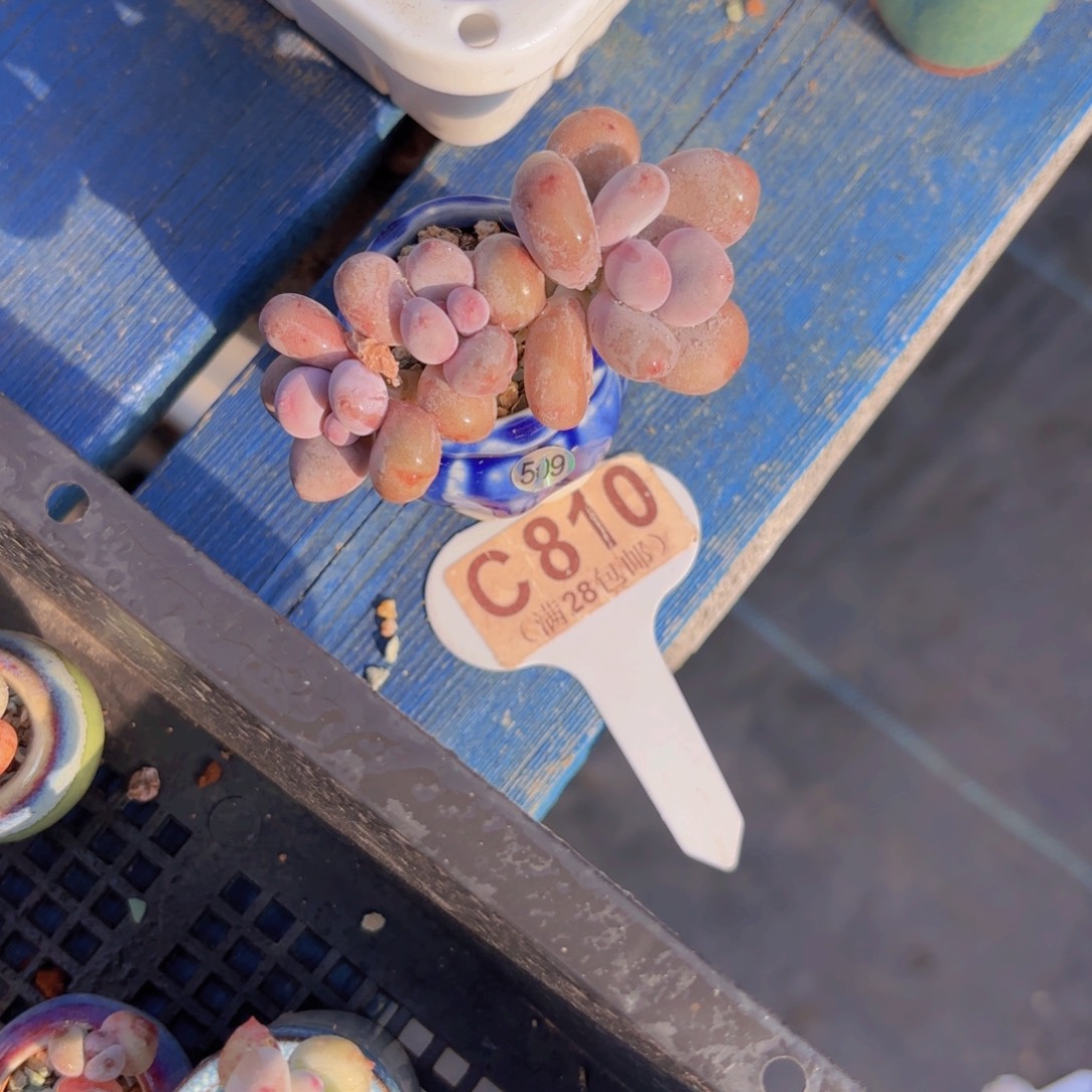 C810彩虹奶一物一批