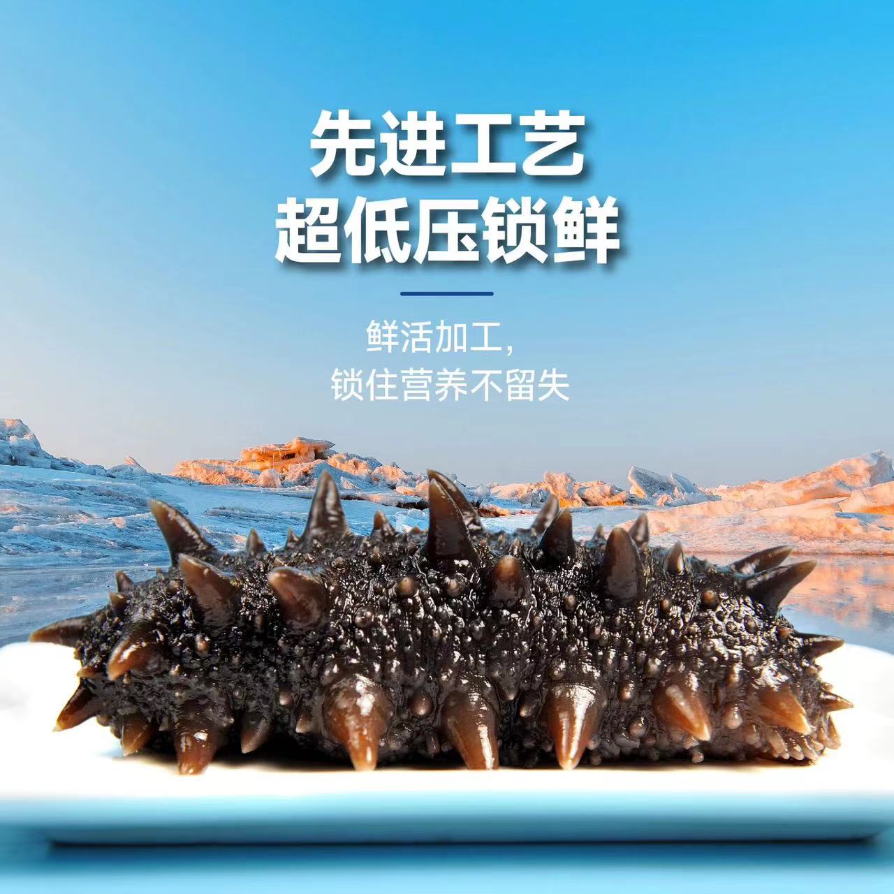 大连海参8头规格 口感非常Q弹脆 白灼炖汤蒸蛋