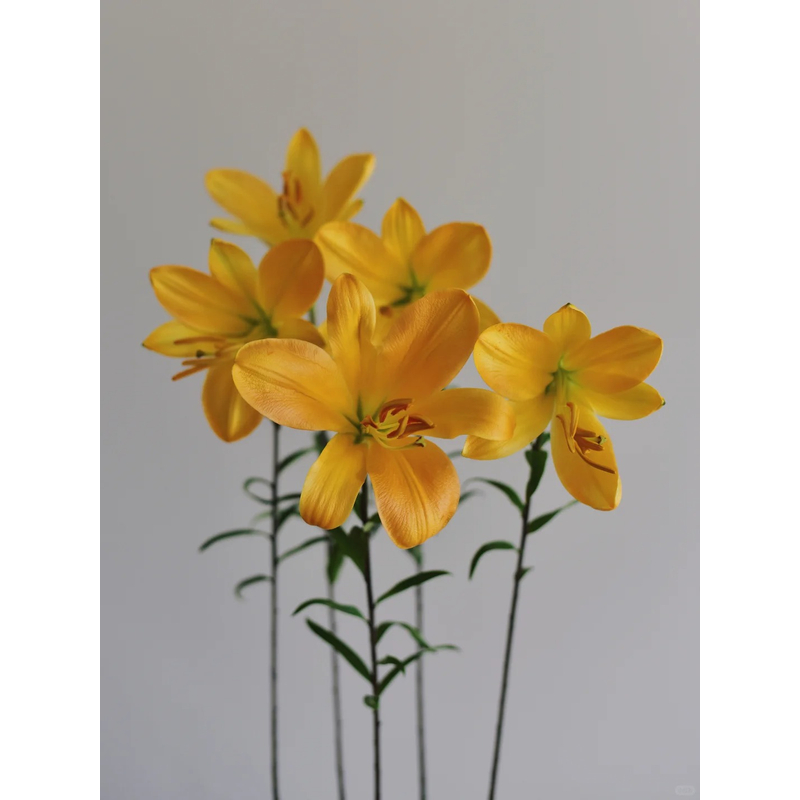 【橙色梦想】亚百合 一单包邮 云南鲜花昆明基地现采现发