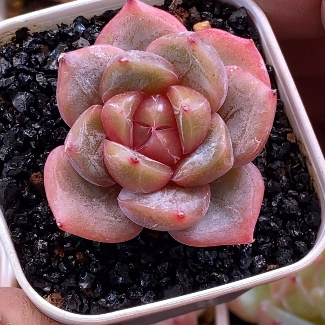 天官赐福百无禁忌