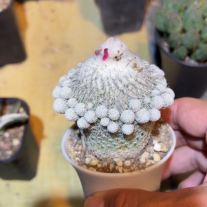 无花朵实生乌月丸仙人球一物一拍下单包邮