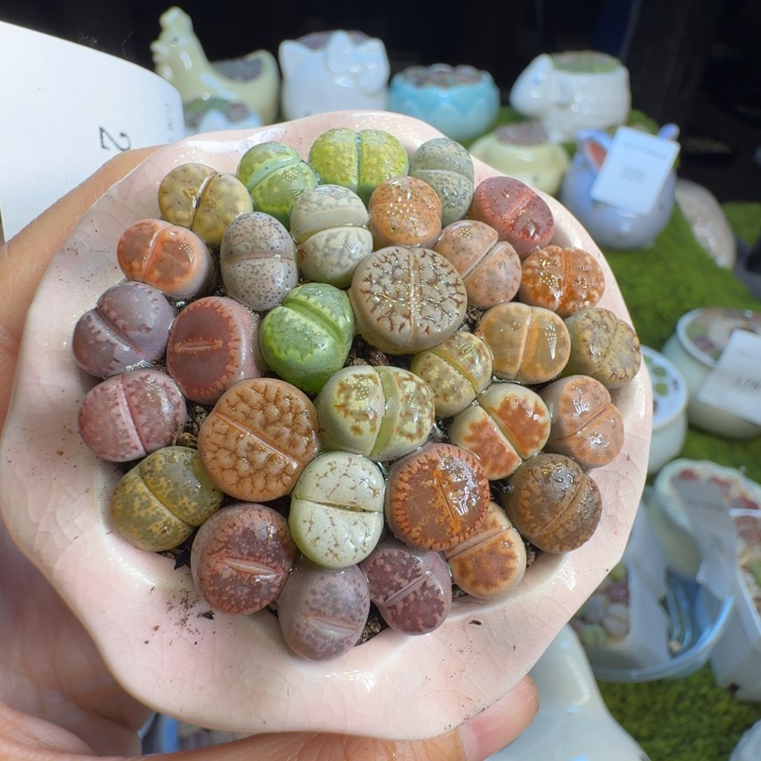 刘***士多肉植物福利冲277