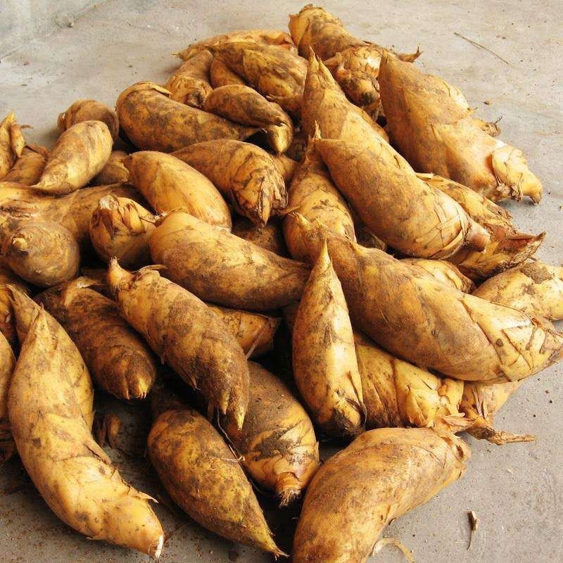 【3斤新鲜现挖冬笋去根】福建野生冬笋