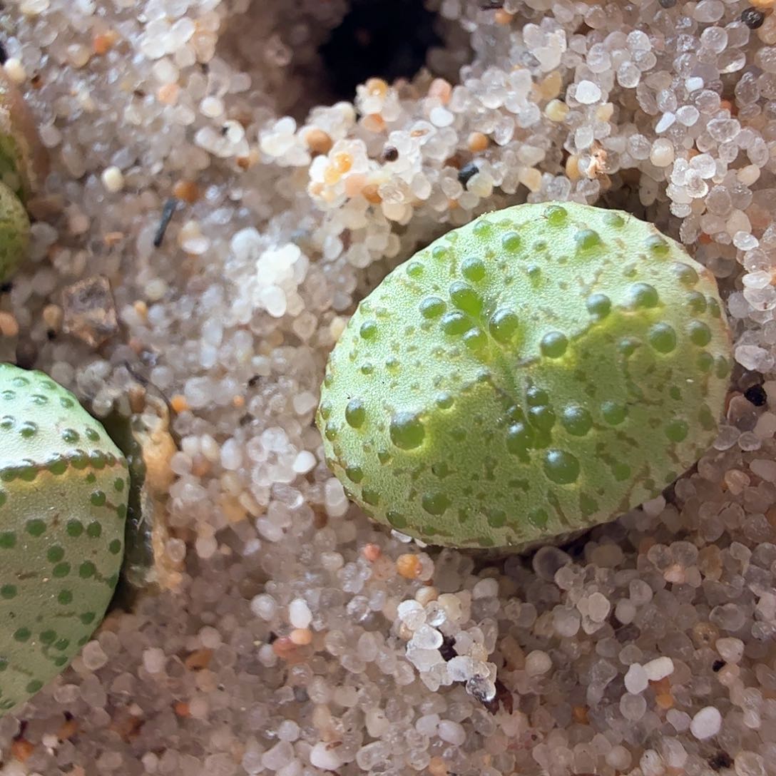 2.20.32/火龙果安贞新头/多肉植物