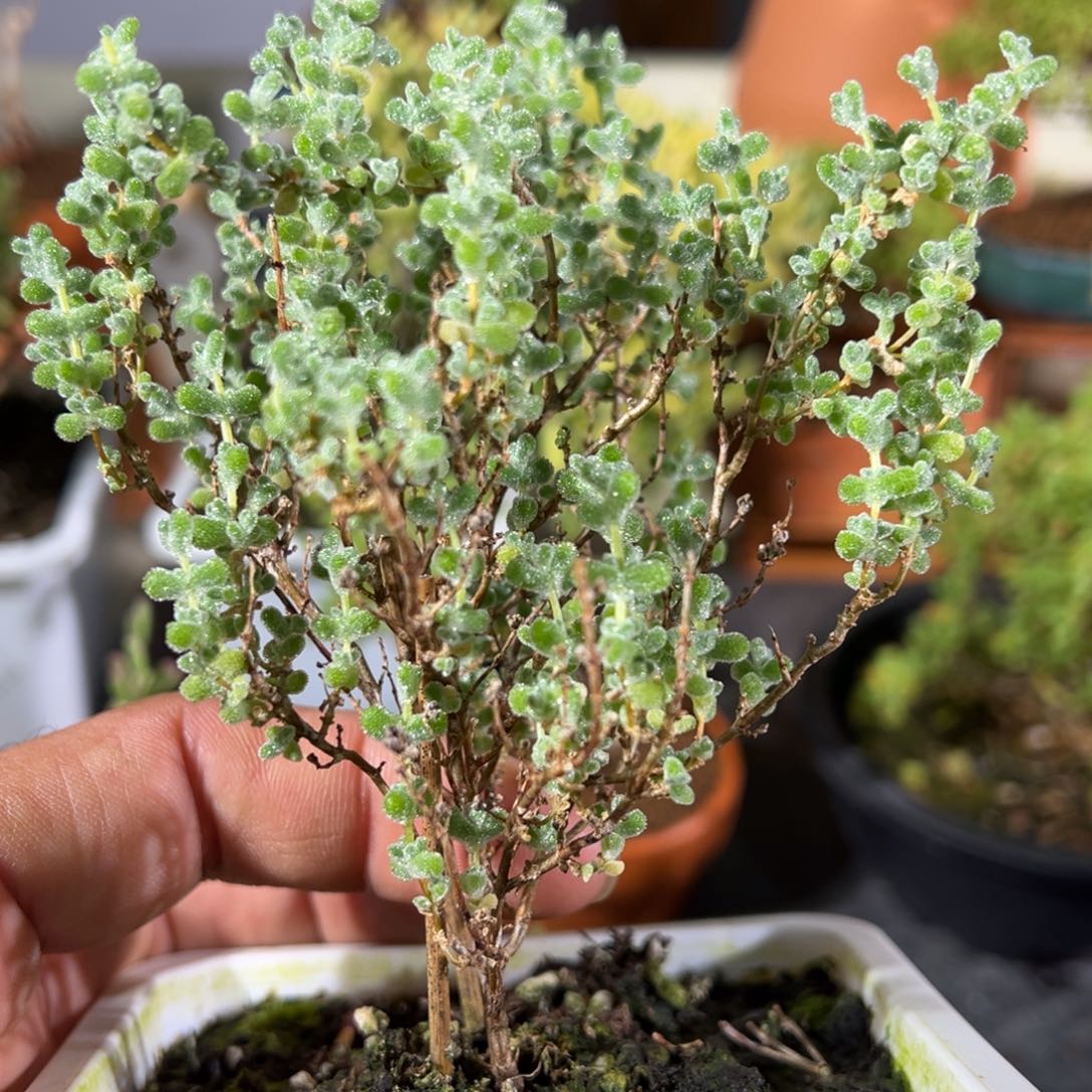 超级莱斯10白方老桩