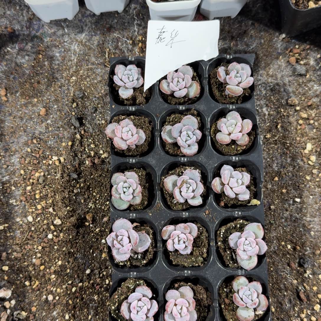 佳乐一物一拍专拍