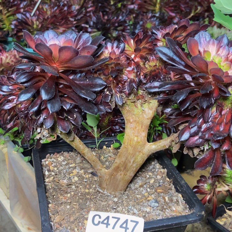 【闪购商品】4747墨颜多肉