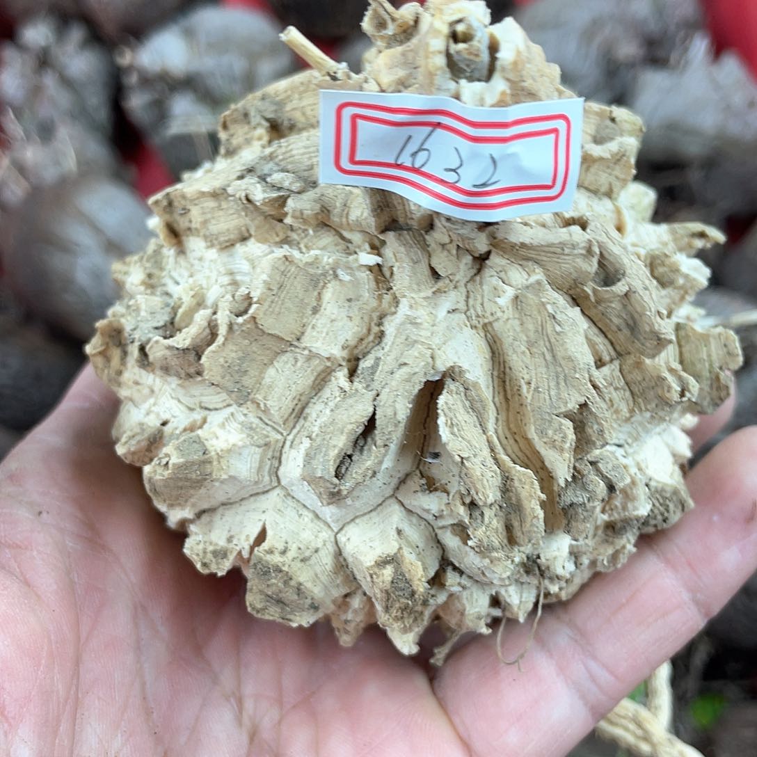 龟甲龙一物一拍1632号8.5cm