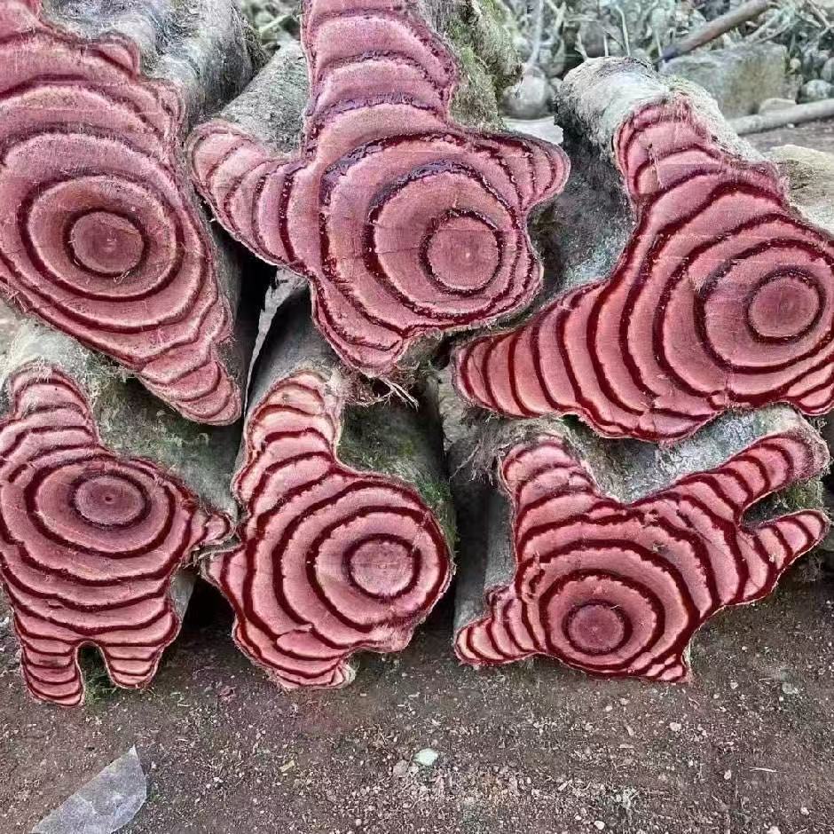 鸡血藤鲜货一手货源 一物一拍