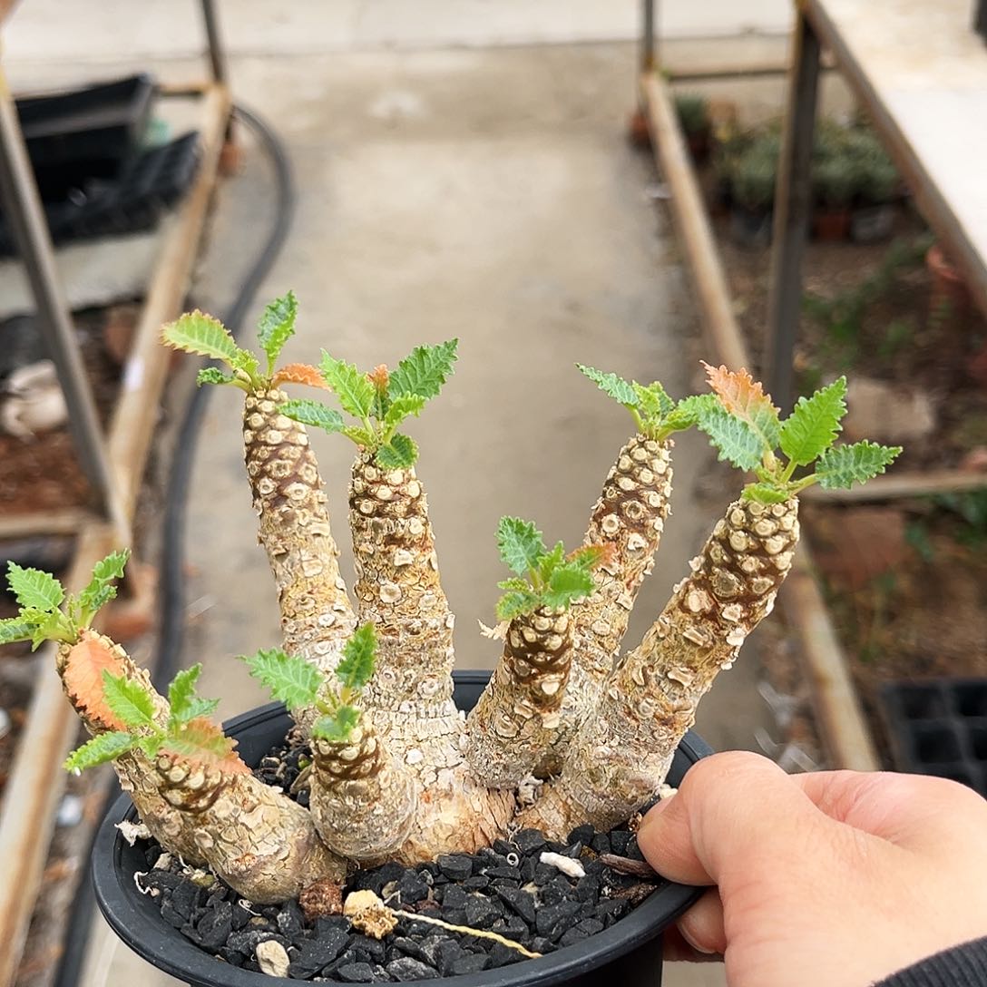 潮流植物霍伍德琉桑群生多头