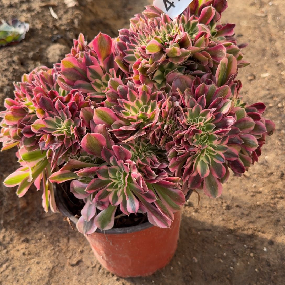 粉女郎缀法师多肉491号法师多肉