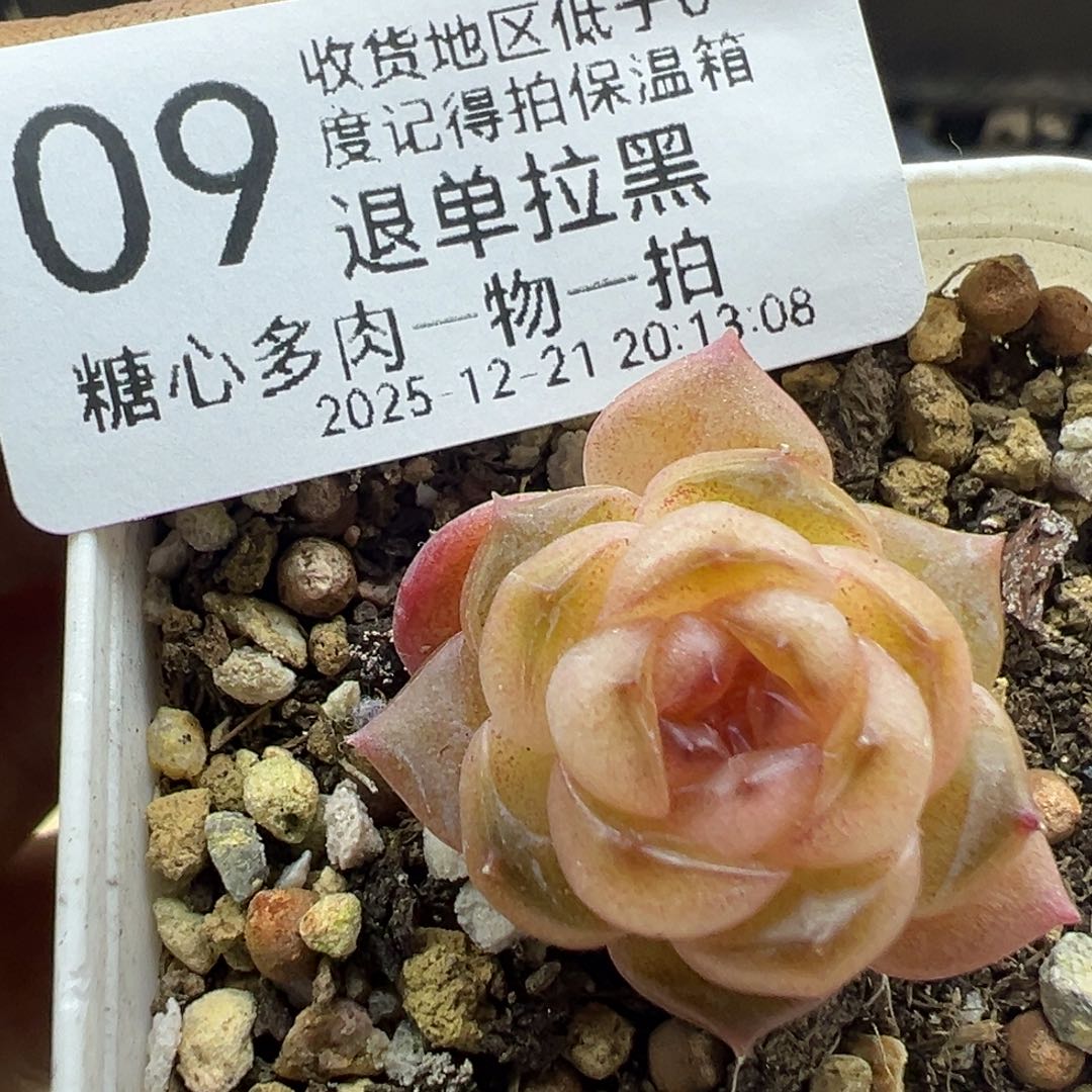 糖心多肉一物一拍09