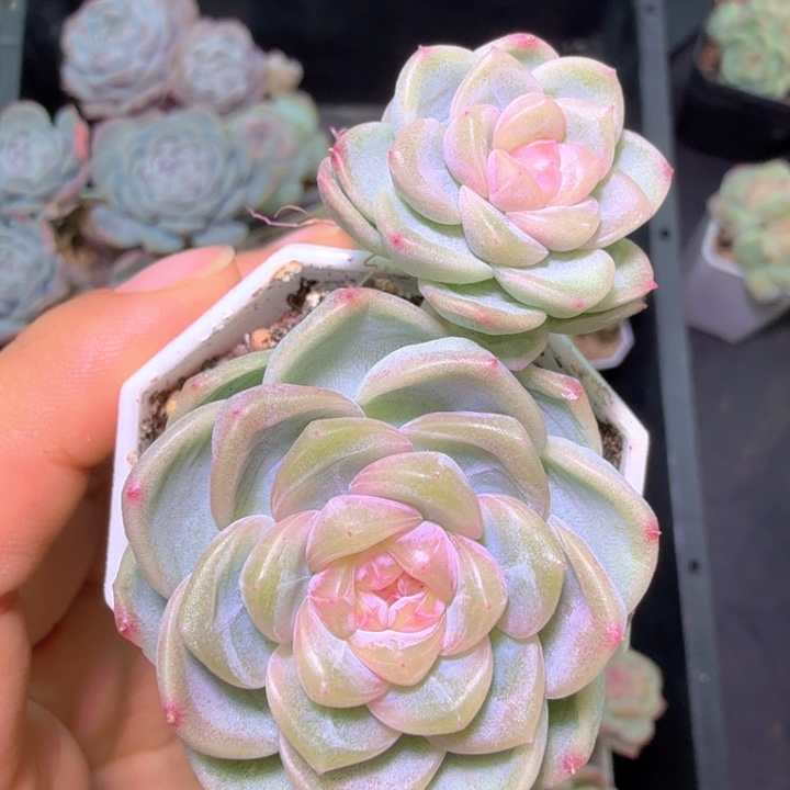 宝***呀财富密码特特特特