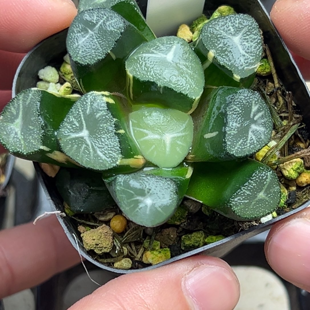 41玉龙万锦一物一拍