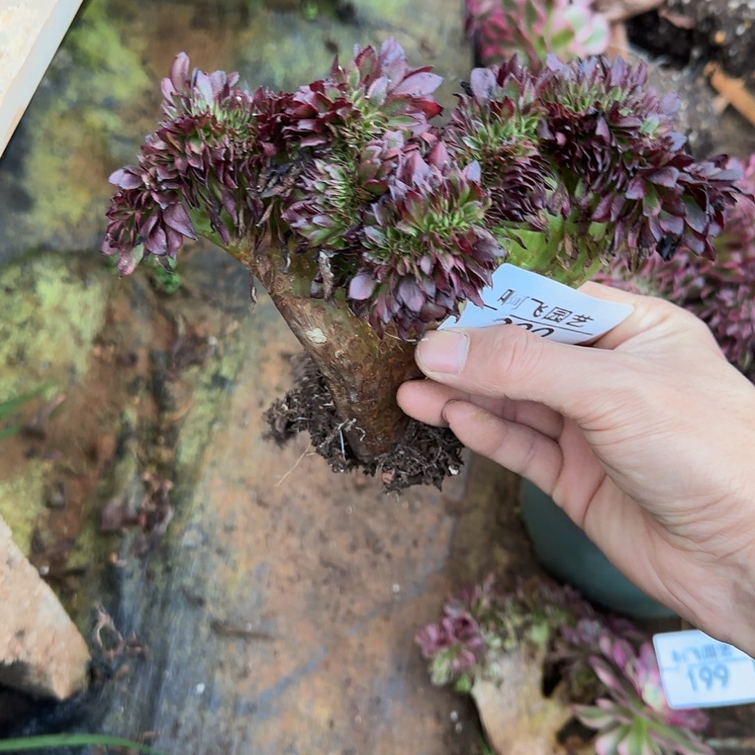 ****溜200多肉 美姬缀法师