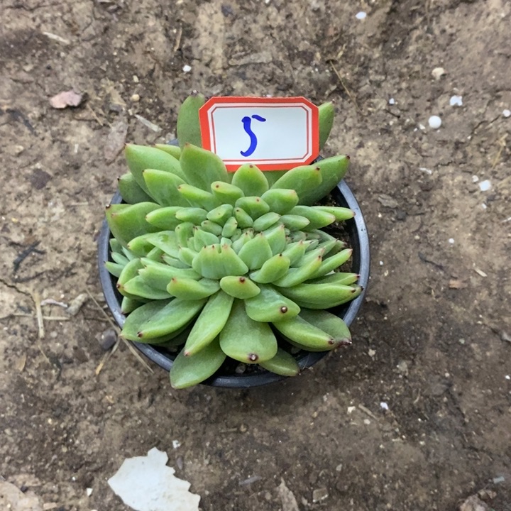 西**心一物一拍东云杂多肉5