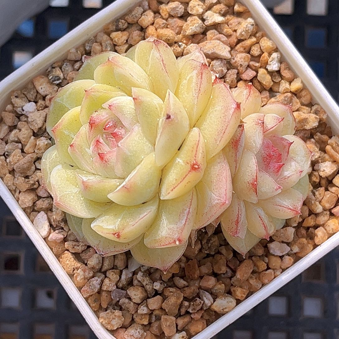 109一物一拍 缠枝