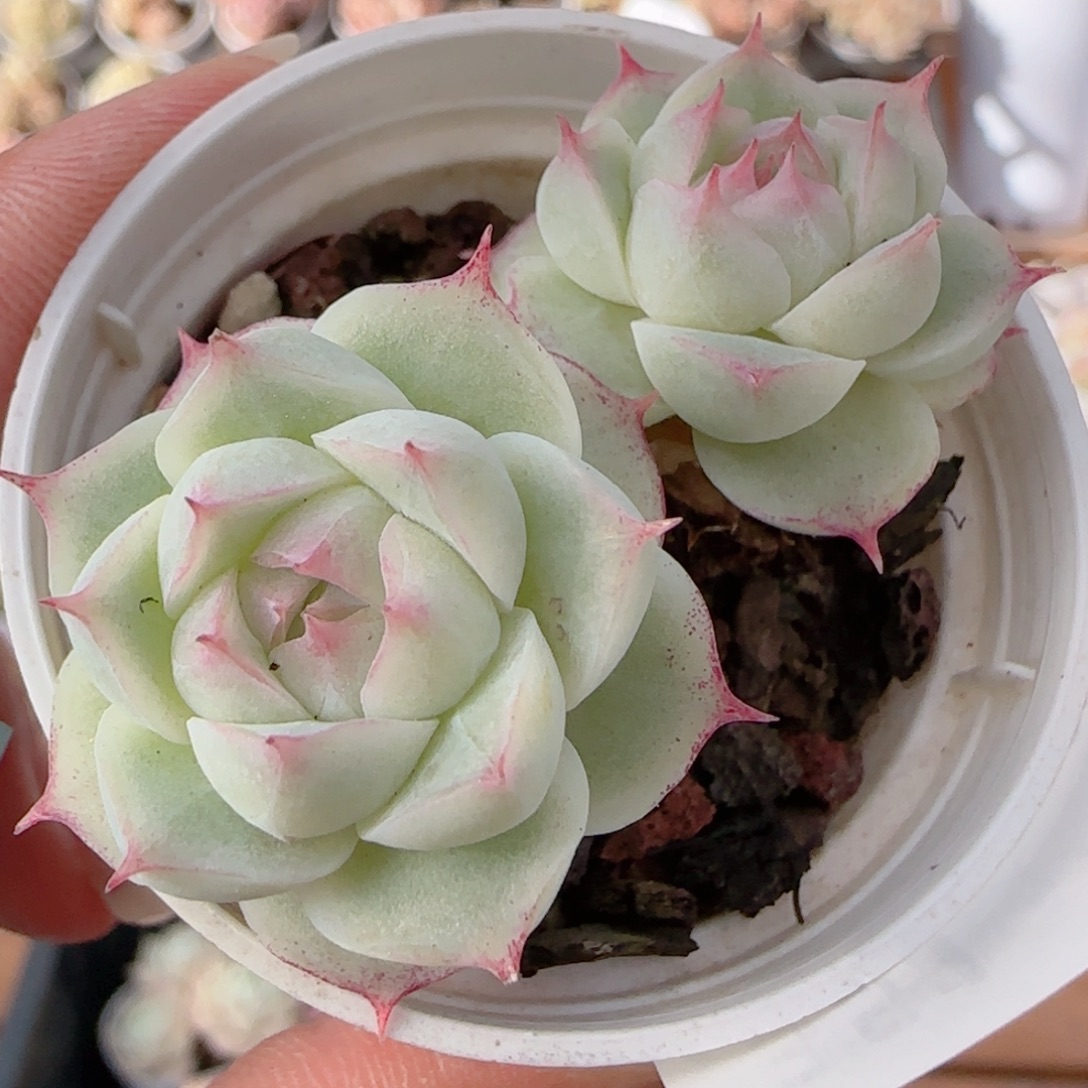 花语多肉0104-351散