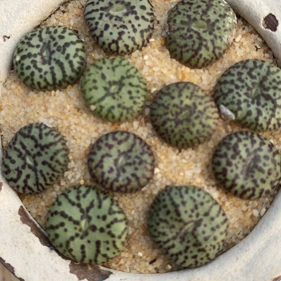 2622编号安贞一组。   