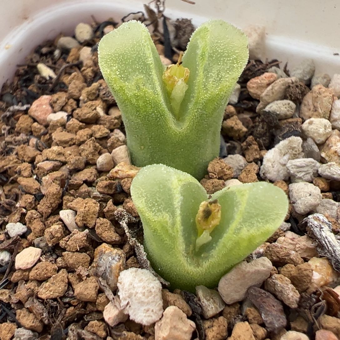 163多肉植物种类多样