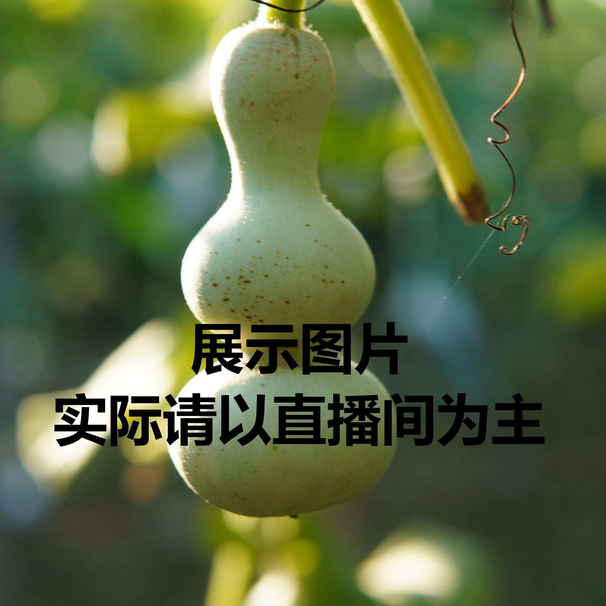 精品葫芦粗嘴八宝青皮