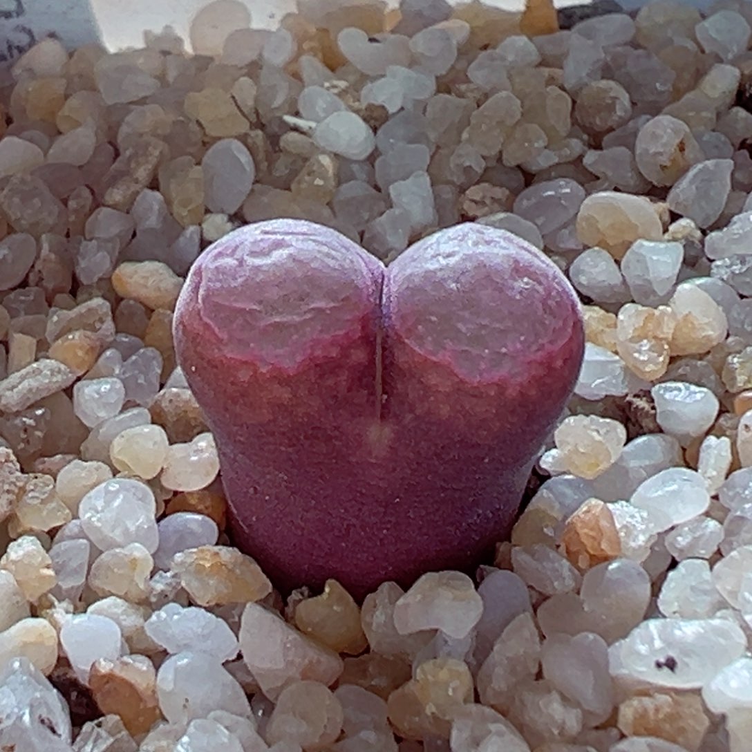 1226-697多肉多日彩虹风铃