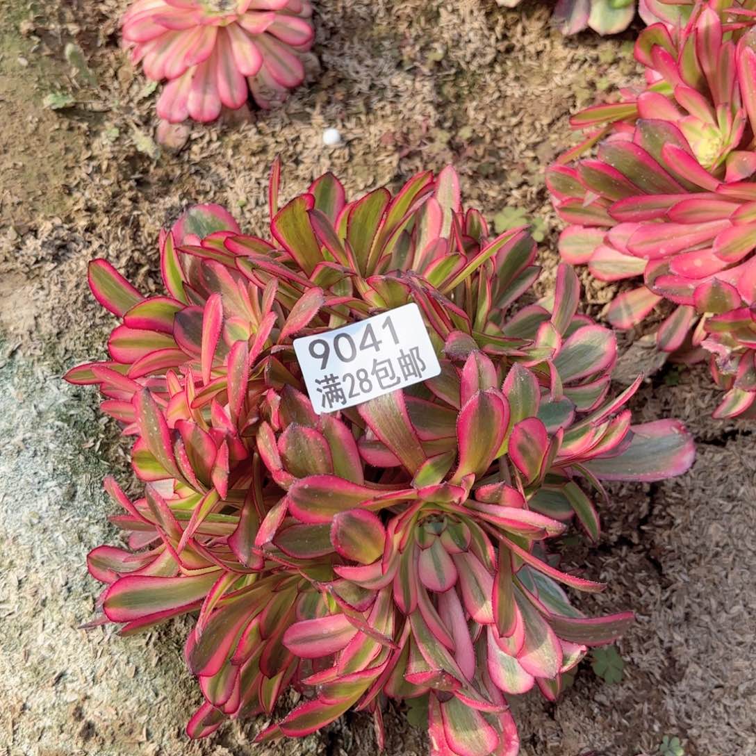 S.   9041红茶多肉