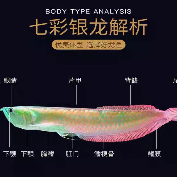 中大型热带淡水观赏鱼七彩银龙鱼黄化银龙鱼银龙鱼活体鱼苗鱼