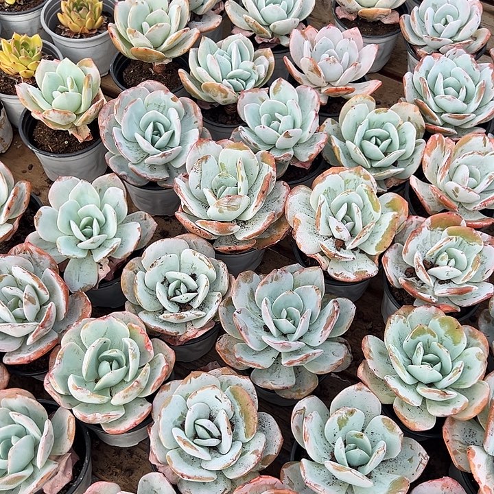 奶茶       福利多多 