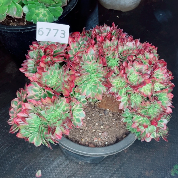 烨***兴海鲜缀多肉发货发货