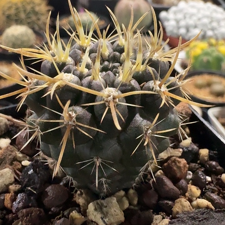 登阳丸实生仙人球