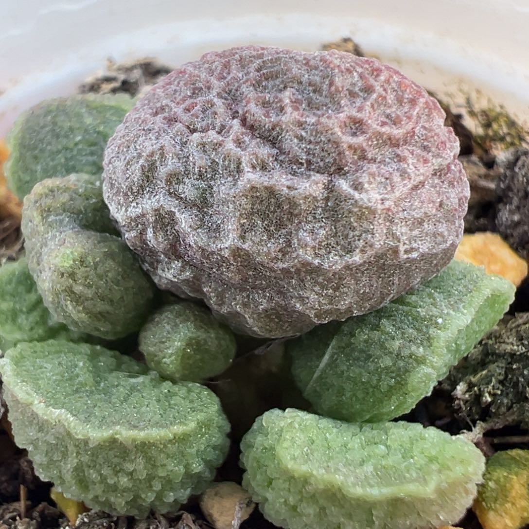 陈***淇实生新品大苗多肉植物水泡