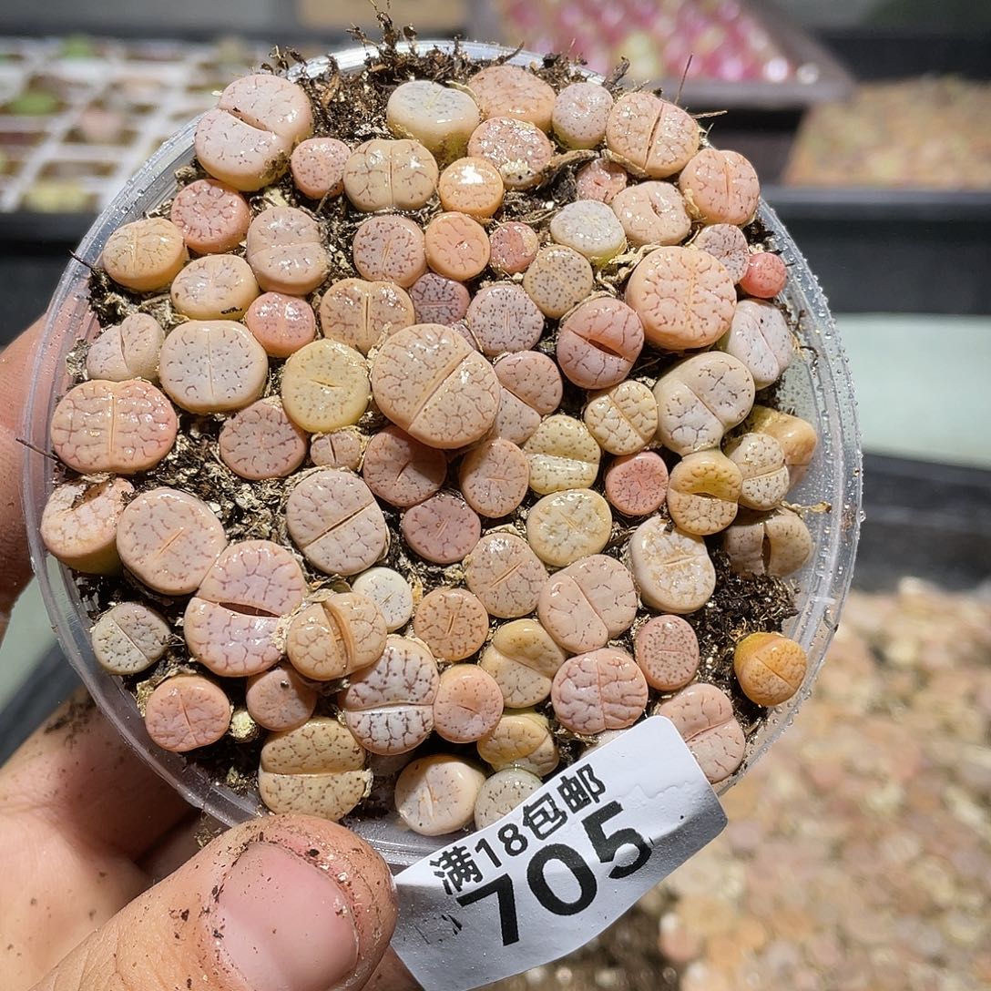705当天凑满十八元包邮生石花