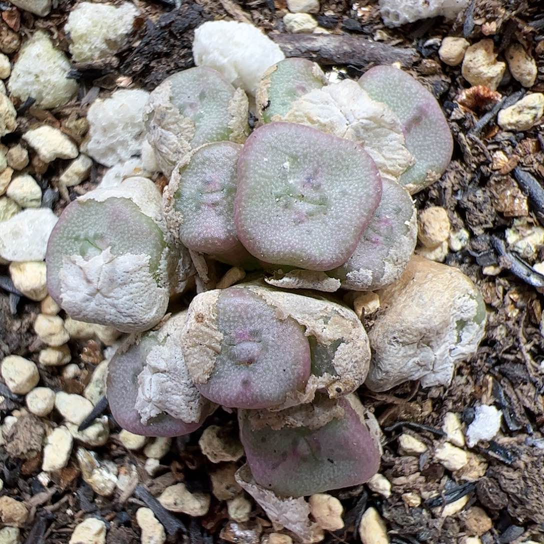 【闪购商品】270 方碗