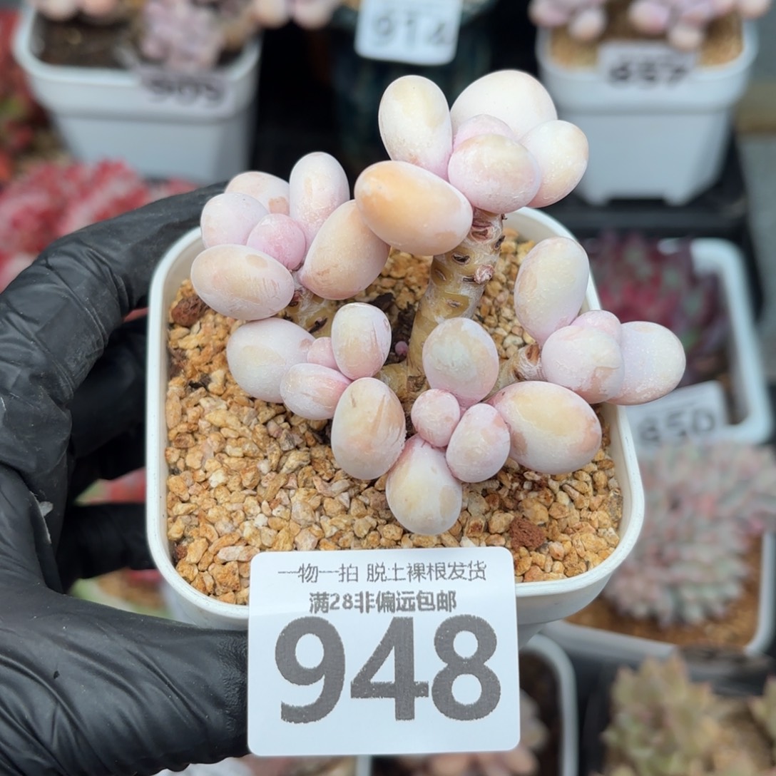 蛋黄奶无盆土发货