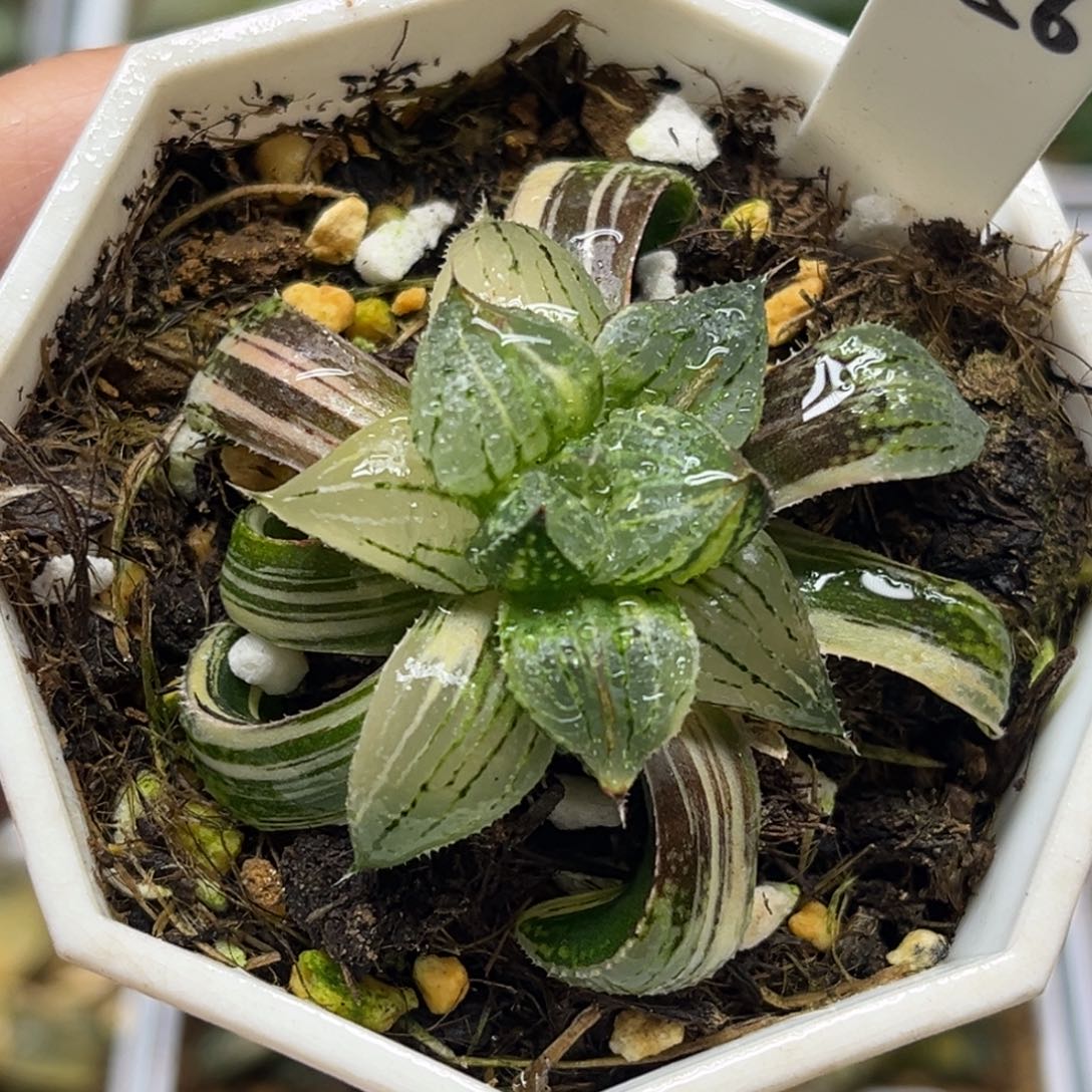 56实生白银锦福利专场