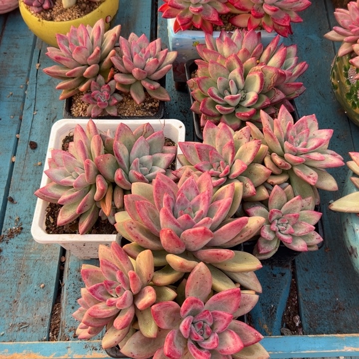 精品多肉植物老桩随机发一棵赫本露思