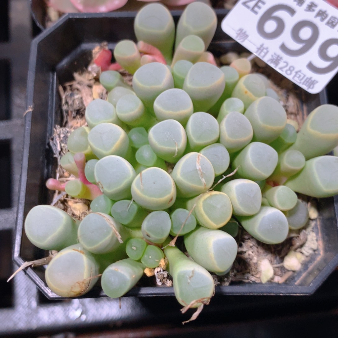 5CM拇指盆精控多肉ZE699