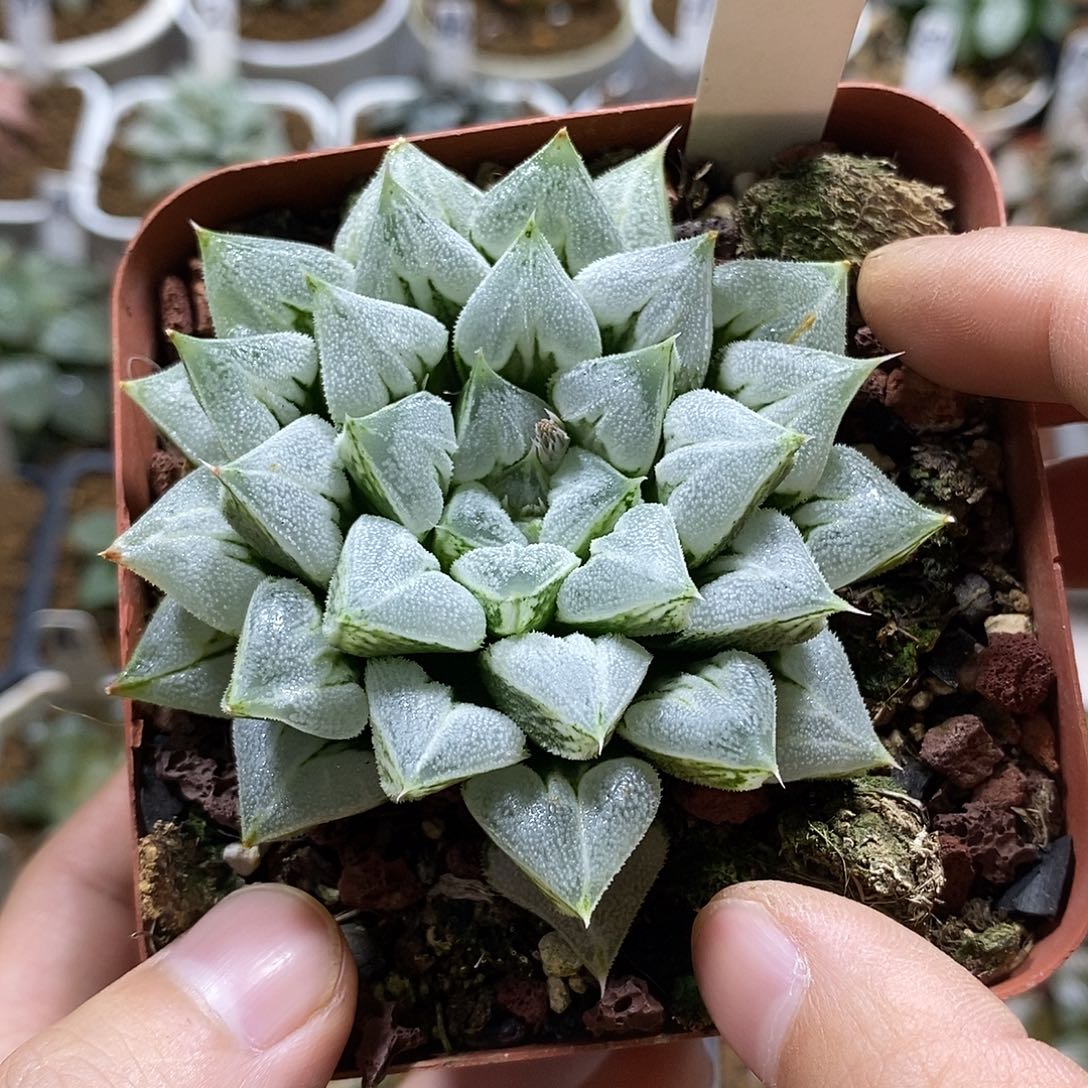 188爱心母本十二卷多肉