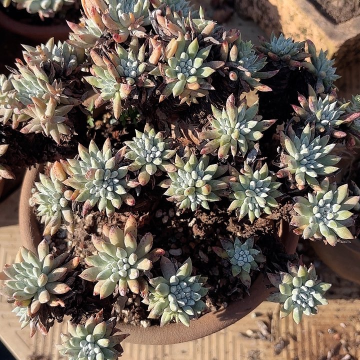 仙女杯多肉植物提取