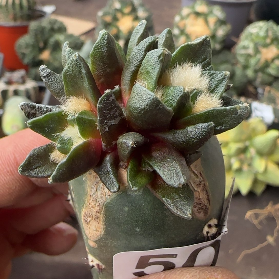 【闪购商品】群头龙角509